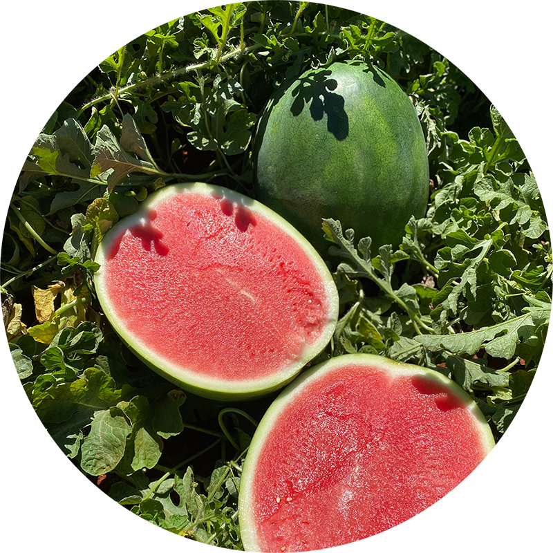 Watermelon